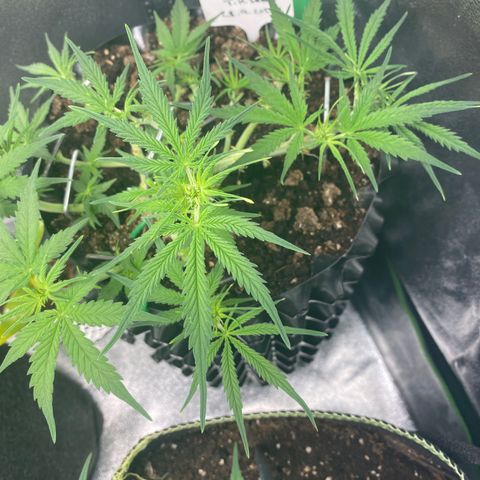 French Macaron growlog timeline photo