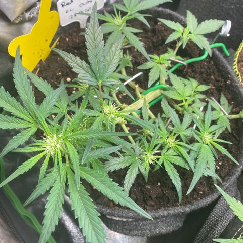 Red Mimosa XL Auto growlog timeline photo