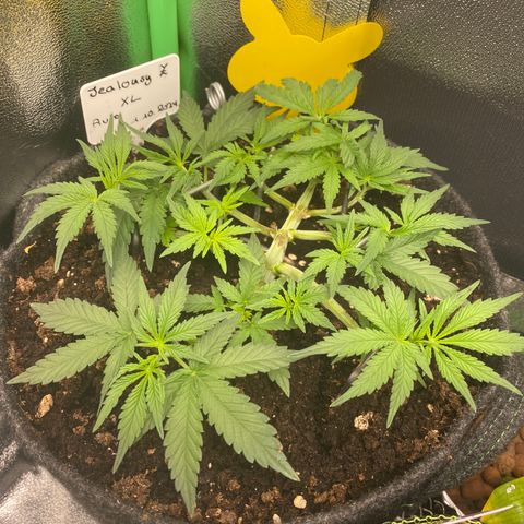 Jealousy Z XL growlog timeline photo