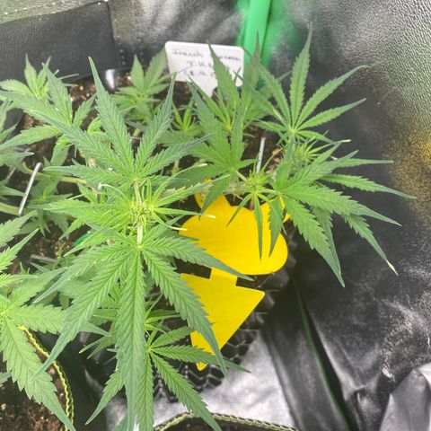 French Macaron growlog timeline photo