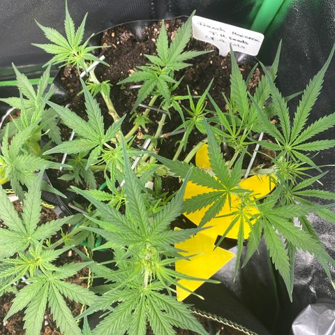 French Macaron growlog timeline photo