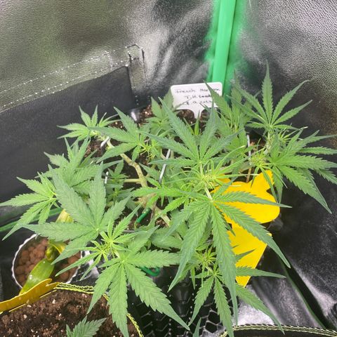 French Macaron growlog timeline photo