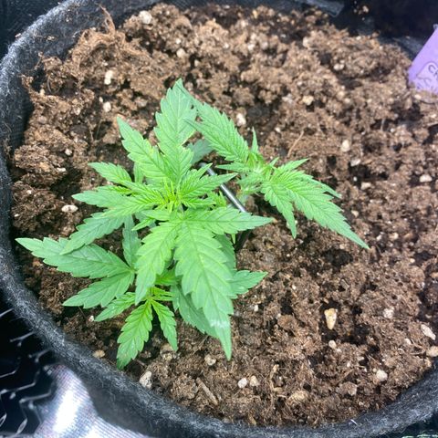 Chimera Cut growlog timeline photo
