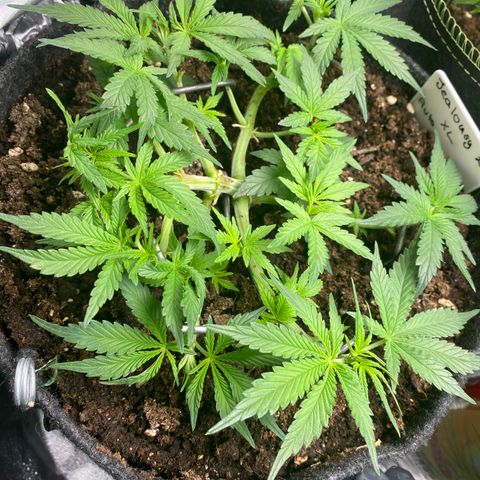Jealousy Z XL growlog timeline photo