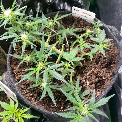 Red Mimosa XL Auto growlog timeline photo