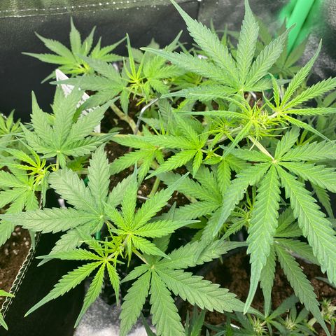 French Macaron growlog timeline photo