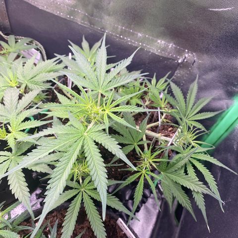 French Macaron growlog timeline photo