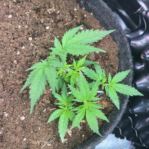 Chimera Cut growlog timeline photo