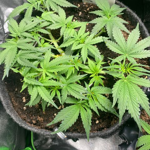 Jealousy Z XL growlog timeline photo