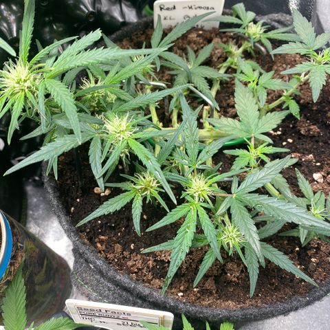 Red Mimosa XL Auto growlog timeline photo