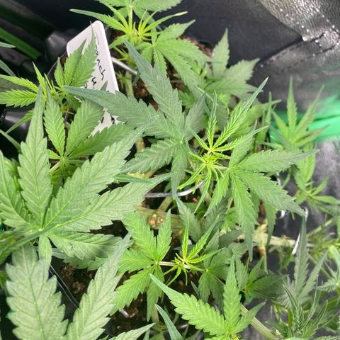 French Macaron growlog timeline photo