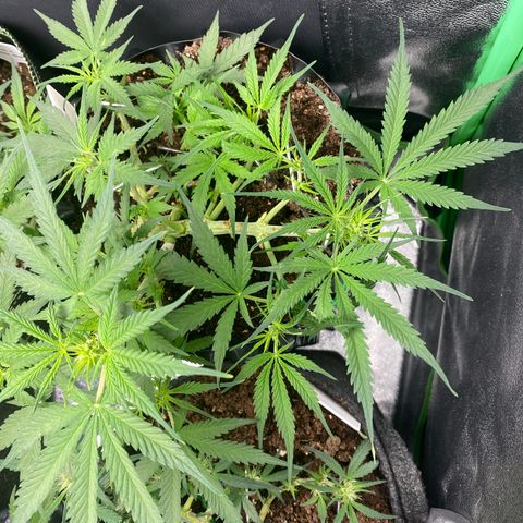 French Macaron growlog timeline photo