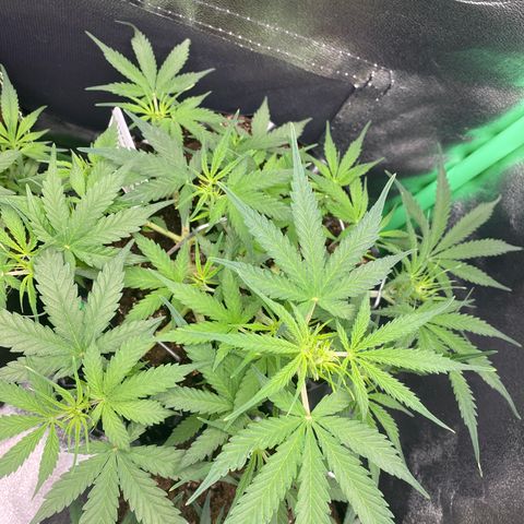 French Macaron growlog timeline photo