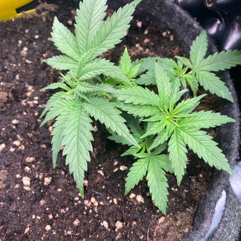 Chimera Cut growlog timeline photo