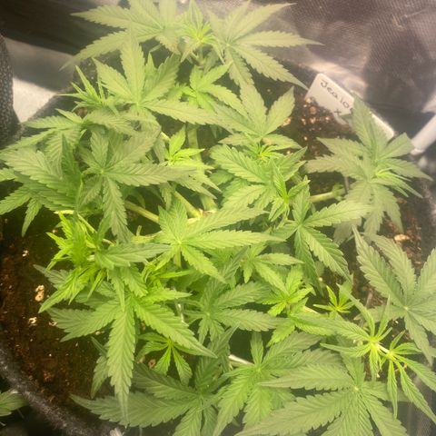 Jealousy Z XL growlog timeline photo