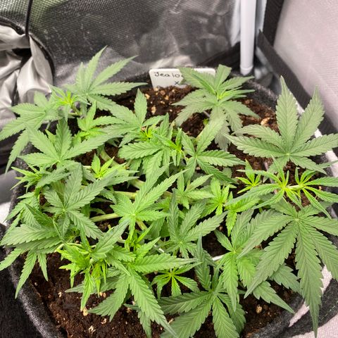 Jealousy Z XL growlog timeline photo