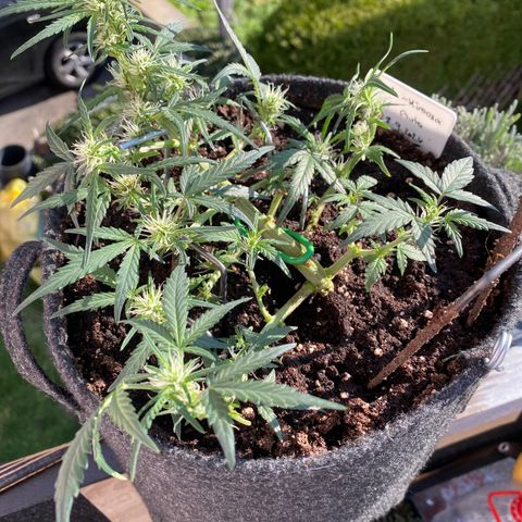 Red Mimosa XL Auto growlog timeline photo