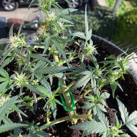 Red Mimosa XL Auto growlog timeline photo