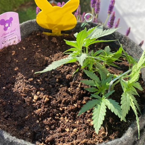 Chimera Cut growlog timeline photo