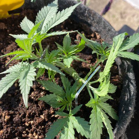 Chimera Cut growlog timeline photo