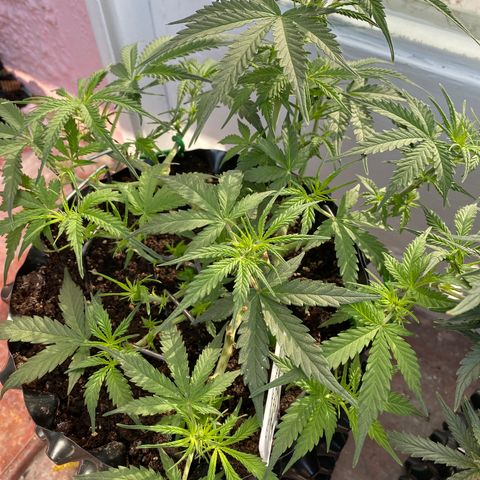 French Macaron growlog timeline photo