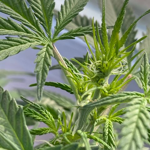 French Macaron growlog timeline photo