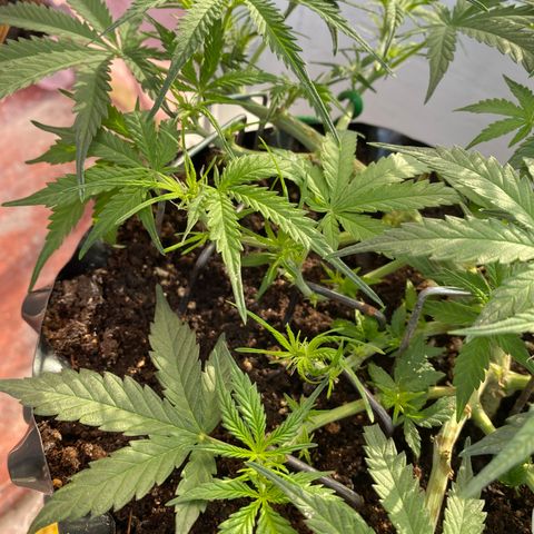 French Macaron growlog timeline photo