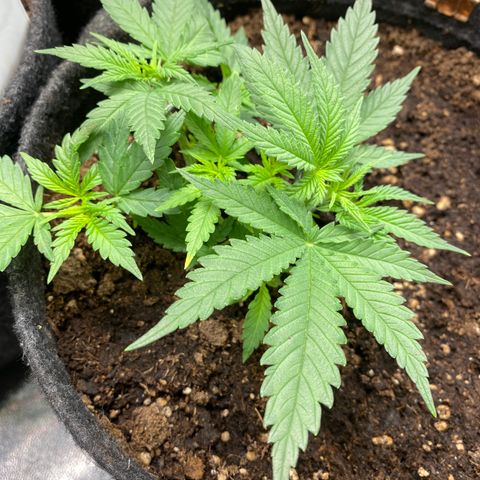Chimera Cut growlog timeline photo