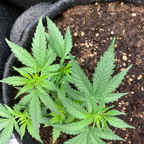 Chimera Cut growlog timeline photo