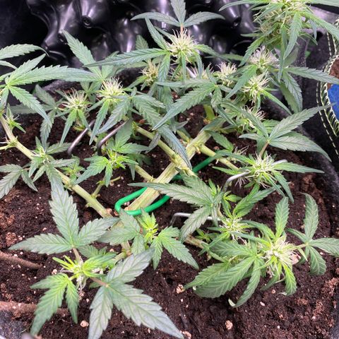 Red Mimosa XL Auto growlog timeline photo
