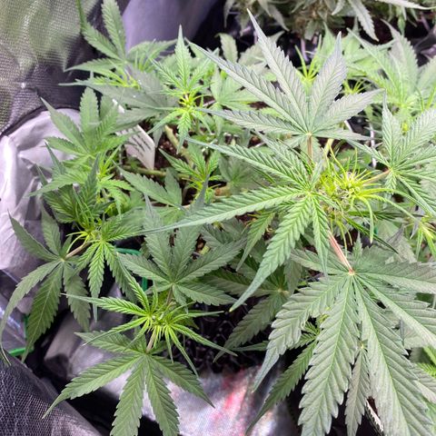 French Macaron growlog timeline photo