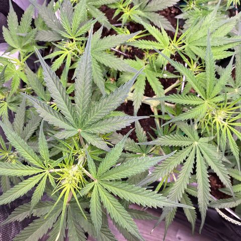 French Macaron growlog timeline photo