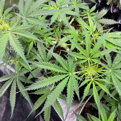 French Macaron growlog timeline photo