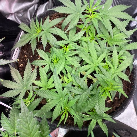 Jealousy Z XL growlog timeline photo