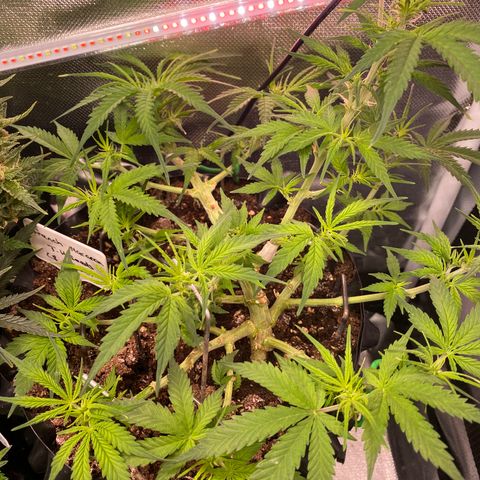 French Macaron growlog timeline photo