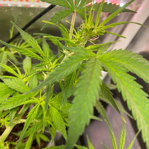 French Macaron growlog timeline photo