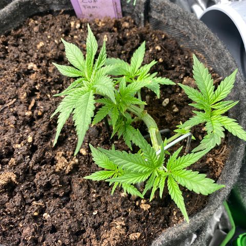 Chimera Cut growlog timeline photo