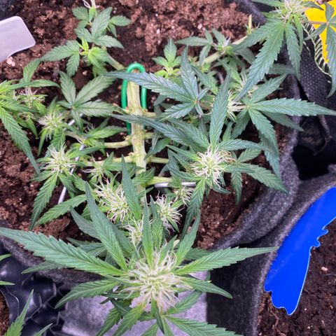 Red Mimosa XL Auto growlog timeline photo