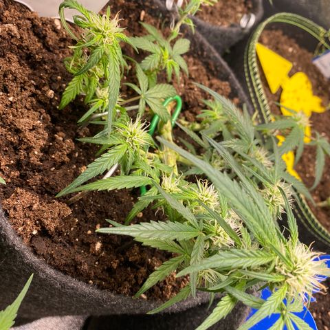 Red Mimosa XL Auto growlog timeline photo