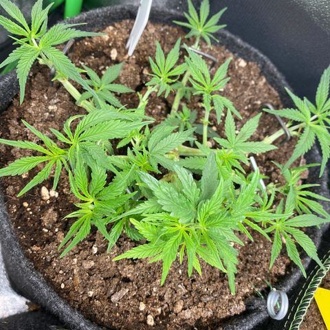 Jealousy Z XL growlog timeline photo