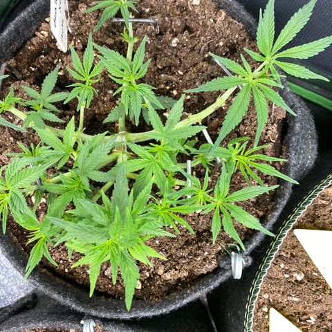 Jealousy Z XL growlog timeline photo