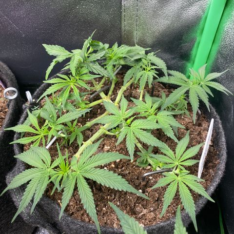 Jealousy Z XL growlog timeline photo
