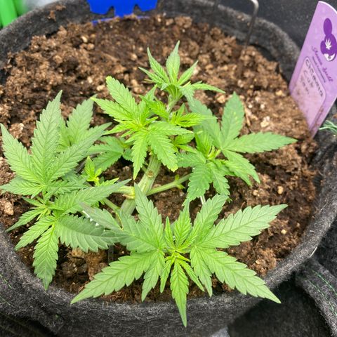 Chimera Cut growlog timeline photo