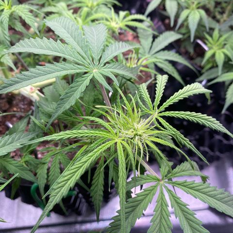 French Macaron growlog timeline photo