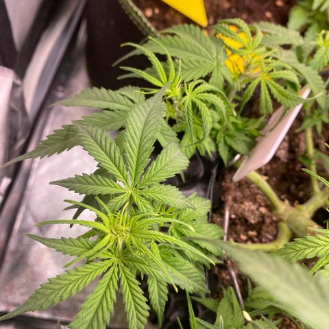 French Macaron growlog timeline photo