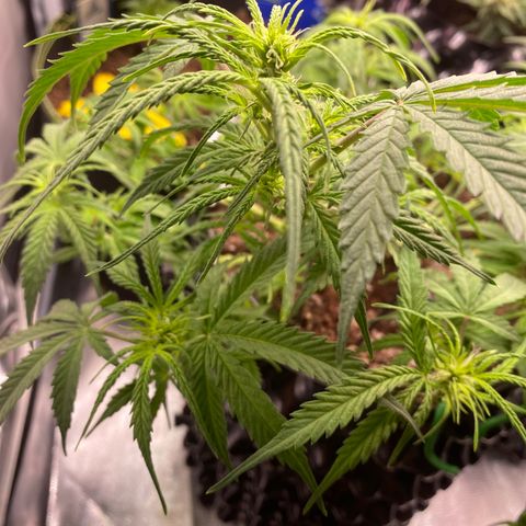 French Macaron growlog timeline photo