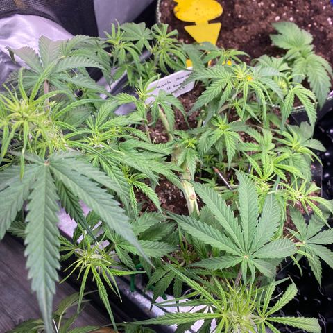 French Macaron growlog timeline photo