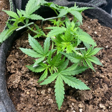 Chimera Cut growlog timeline photo
