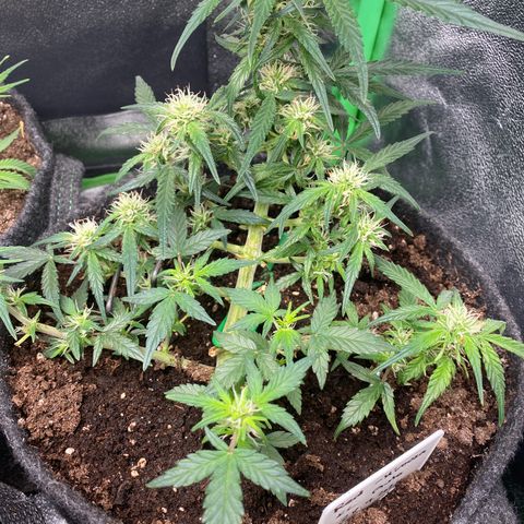 Red Mimosa XL Auto growlog timeline photo