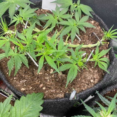 Jealousy Z XL growlog timeline photo